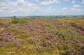 Heather in the wild near Eshcloghfin